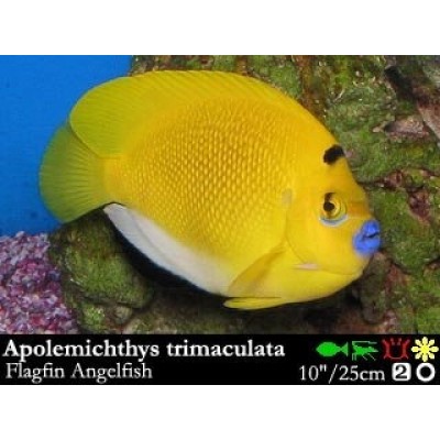Apolemichthys trimaculatus (Ангел Трёхпятнистый или Сингеубый) Apolemichthys trimaculatus (Ангел Трёхпятнистый или Сингеубый)
