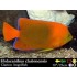 Holacanthus clarionensis Ангел кларион Holacanthus clarionensis Ангел кларион