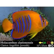 Holacanthus clarionensis Ангел кларион