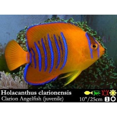 Holacanthus clarionensis Ангел кларион Holacanthus clarionensis Ангел кларион