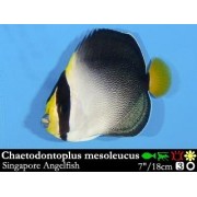 Chaetodontoplus melanosoma - Вельветовый ангел