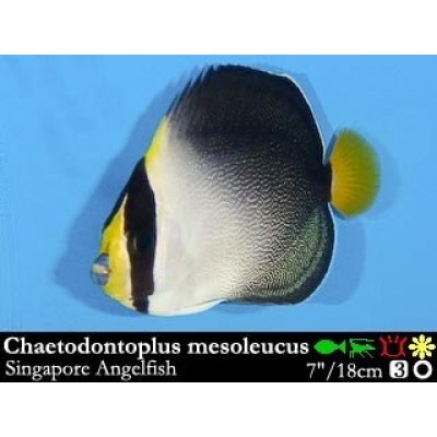 Chaetodontoplus melanosoma - Вельветовый ангел Chaetodontoplus melanosoma - Вельветовый ангел