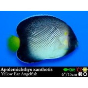 Apolemichthys xanthurus (Ангел Желтохвостый)