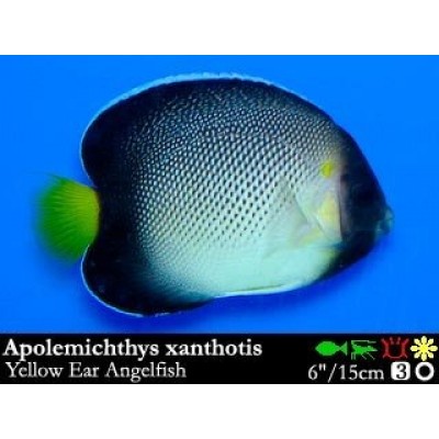 Apolemichthys xanthurus (Ангел Желтохвостый) Apolemichthys xanthurus (Ангел Желтохвостый)