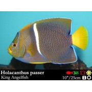 Holacanthus passer - Королевский ангел