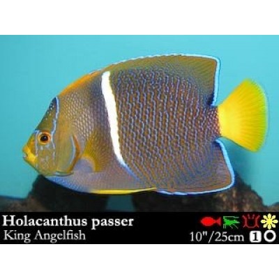 Holacanthus passer - Королевский ангел Holacanthus passer - Королевский ангел