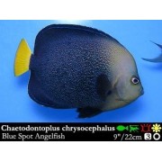 Chaetodontoplus chrysocephalus Ангел-хетодонтопл голубой 