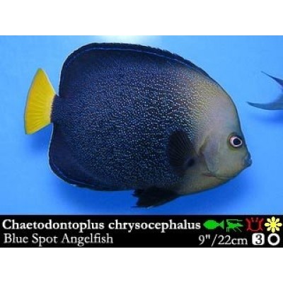 Chaetodontoplus chrysocephalus Ангел-хетодонтопл голубой Chaetodontoplus chrysocephalus Ангел-хетодонтопл голубой