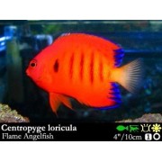 Centropyge loricula (Центропиг огненный)