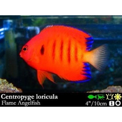 Centropyge loricula (Центропиг огненный) Centropyge loricula (Центропиг огненный)