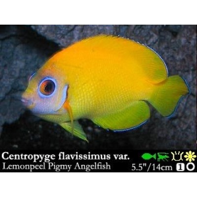 Centropyge flavisimus - Лимонный ангел Centropyge flavisimus - Лимонный ангел