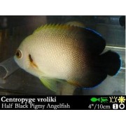 Centropyge vroliki Ангел жемчужный