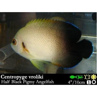 Centropyge vroliki Ангел жемчужный Centropyge vroliki Ангел жемчужный