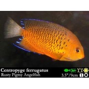 Centropyge ferrugatus Ржавый ангел 