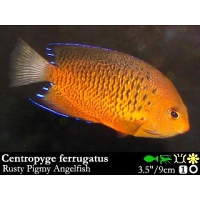 Centropyge ferrugatus Ржавый ангел Centropyge ferrugatus Ржавый ангел