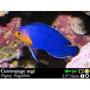 Centropyge argi - Центропиг арги