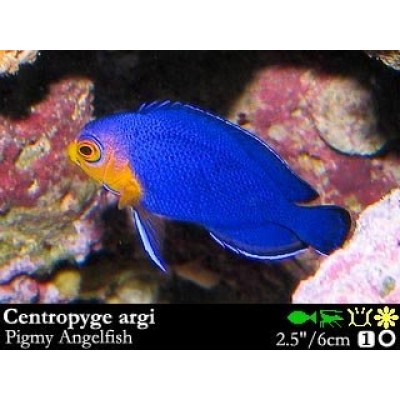 Centropyge argi - Центропиг арги Centropyge argi - Центропиг арги