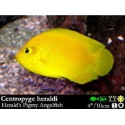 Centropyge heraldi - Карликовый ангел Геральди