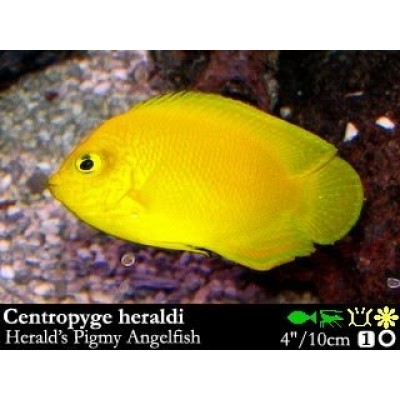 Centropyge heraldi - Карликовый ангел Геральди Centropyge heraldi - Карликовый ангел Геральди