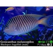 Genicanthus melanospilos Ангел лирохвостый меланоспилус 