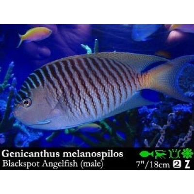 Genicanthus melanospilos Ангел лирохвостый меланоспилус Genicanthus melanospilos Ангел лирохвостый меланоспилус