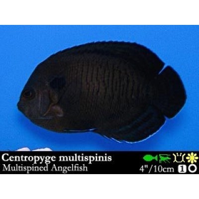 Centropyge multispinis Центропиг многоиглый (мультиспинис) Centropyge multispinis Центропиг многоиглый (мультиспинис)