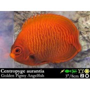 Centropyge aurantia Центропиг золотой 