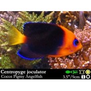 Centropyge joculator