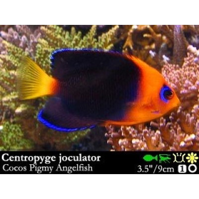 Centropyge joculator Centropyge joculator