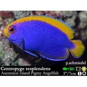Centropyge resplendens