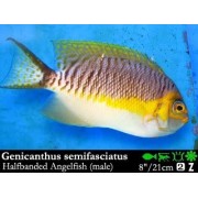 Genicanthus semifasciatus
