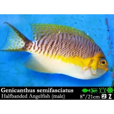 Genicanthus semifasciatus Genicanthus semifasciatus