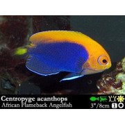Ангел-Центропиг Африканский (Centropyge Acanthops)