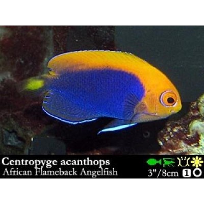 Ангел-Центропиг Африканский (Centropyge Acanthops) Ангел-Центропиг Африканский (Centropyge Acanthops)
