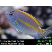 Genicanthus bellus Ангел лирохвостый украшенный самец