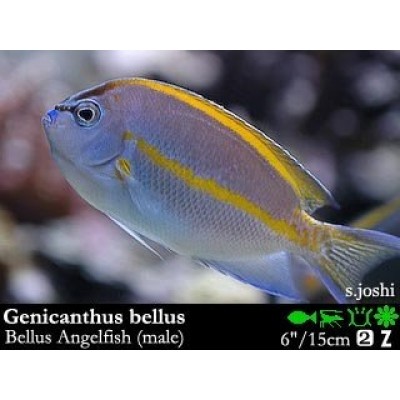 Genicanthus bellus Ангел лирохвостый украшенный самец Genicanthus bellus Ангел лирохвостый украшенный самец