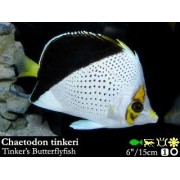 Chaetodon tinkeri. Бабочки Тинкери