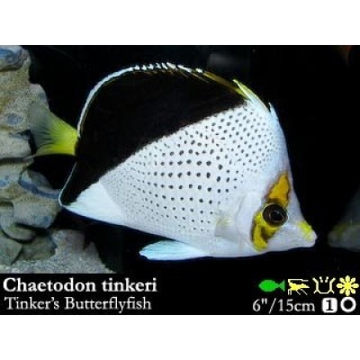 Chaetodon tinkeri. Бабочки Тинкери Chaetodon tinkeri. Бабочки Тинкери
