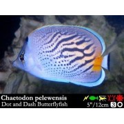 Chaetodon pelewensis  Бабочка точка-тире.