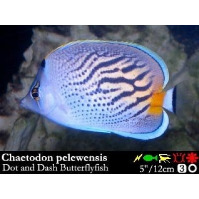 Chaetodon pelewensis Бабочка точка-тире. Chaetodon pelewensis Бабочка точка-тире.