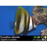 Coradion altivelis Бабочка высоко планичная