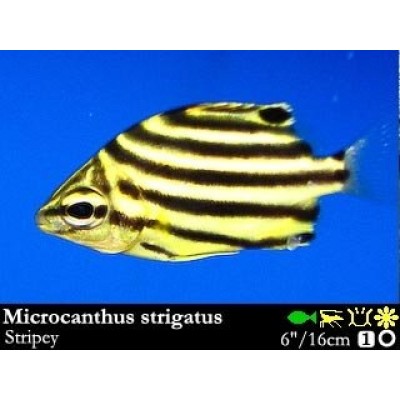 Microcanthus strigatu Микрокант полосатый Microcanthus strigatu Микрокант полосатый