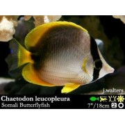 Chaetodon leucopleura Рыба-бабочка сомалийская 