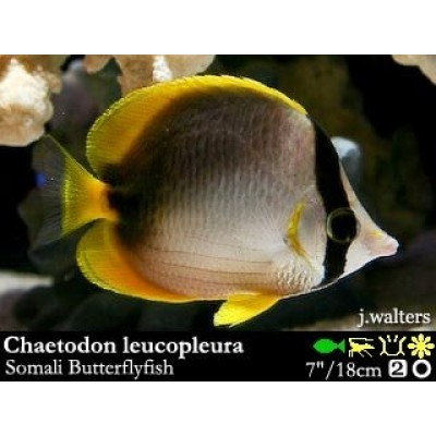 Chaetodon leucopleura Рыба-бабочка сомалийская Chaetodon leucopleura Рыба-бабочка сомалийская