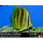 Chaetodon rainfordi Бабочка рэйнфорди