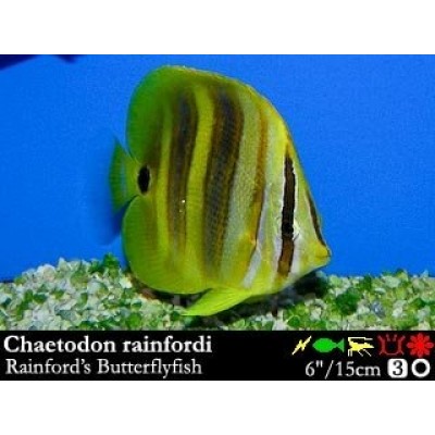Chaetodon rainfordi Бабочка рэйнфорди Chaetodon rainfordi Бабочка рэйнфорди
