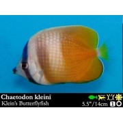 Бабочка Клейна (Chaetodon kleinii)