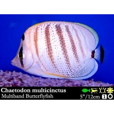 Chaetodon multicinctus.Хаетодон мультицинктус Chaetodon multicinctus.Хаетодон мультицинктус