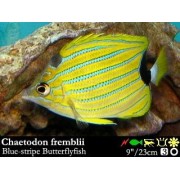 Chaetodon fremblii Бабочка сине-полосая
