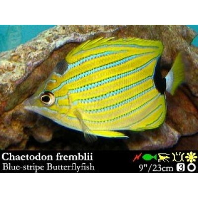 Chaetodon fremblii Бабочка сине-полосая Chaetodon fremblii Бабочка сине-полосая